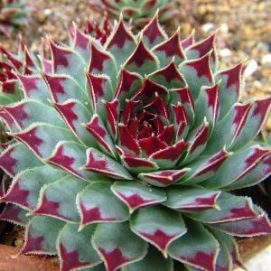 Sempervivum Sir William Lawrence sukulent bitki calcareum