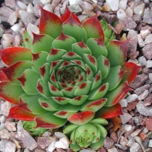 Sempervivum Sir William Lawrence sukulent bitki calcareum