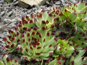 Sempervivum Sir William Lawrence sukulent bitki calcareum