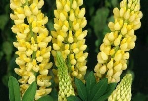 Lupin çiçeği fidesi sarı gallery acı bakla çiçeği