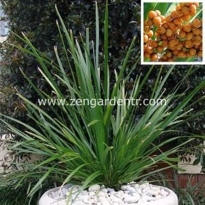 Kokulu lomandra spicata tohumu süs çimi orange fruited mat rush