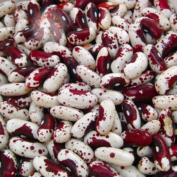 Kızılderili fasulyesi tohumu Jacop's cattle bean