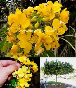 Altın çin tarçın ağacı tohumu cassia floribunda