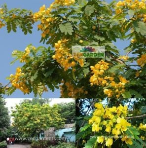 Bodur sarı cassia glauca tohumu scrambled egg bush