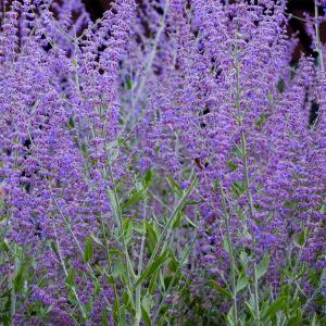 Taiga fidesi perovskia atriplicifolia bitkisi russian sage