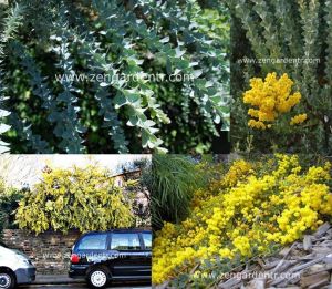 Yayılıcı sarkan akasya tohumu yerörtücü acacia cultriformis