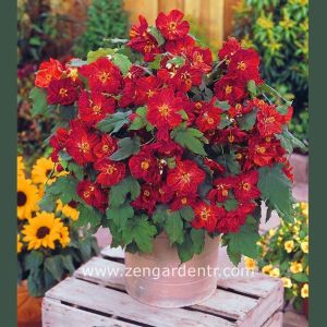 Kırmızı abutilon çiçeği fidesi abutilon bella