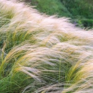 At kuyruğu çimi tohumu pony tails stipa tenuissima