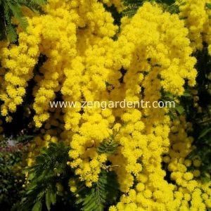 Gümüş akasya tohumu acacia dealbata silver wattle