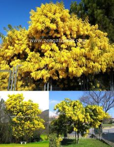 Gümüş akasya tohumu acacia dealbata silver wattle