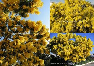 Gümüş akasya tohumu acacia dealbata silver wattle