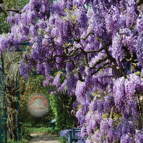 Amerikan mor salkım tohumu american wisteria frutescens kokulu çiçekler