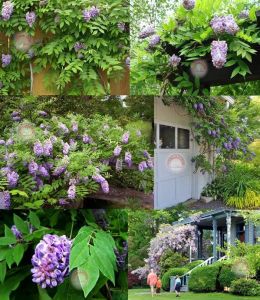 Amerikan mor salkım tohumu american wisteria frutescens kokulu çiçekler