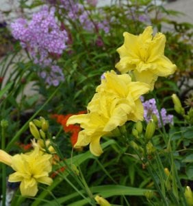 Double river wye güngüzeli saksıda hemerocallis