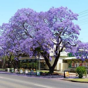 Jacaranda mimosifolia fidesi mavi çiçekli