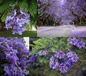 Jacaranda mimosifolia fidesi mavi çiçekli