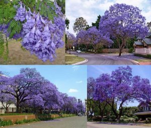 Jacaranda mimosifolia fidesi mavi çiçekli