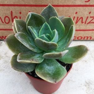 Echeveria blue prince sukulent bitki