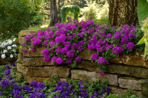 Lanai bright purple mor yer minesi çiçeği fidesi verbena