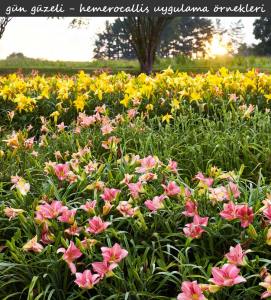 Kokulu Elizabeth Salter güngüzeli çiçeği saksıda hemerocallis