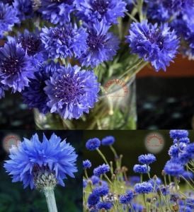 Mavi bodur peygamber çiçeği tohumu centaurea cyanus cornflower