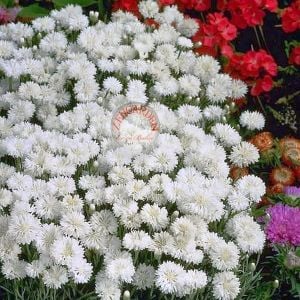 Beyaz peygamber çiçeği tohumu centaurea cyanus cornflower