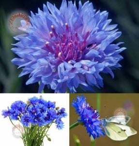 Mavi peygamber çiçeği tohumu centaurea cyanus cornflower