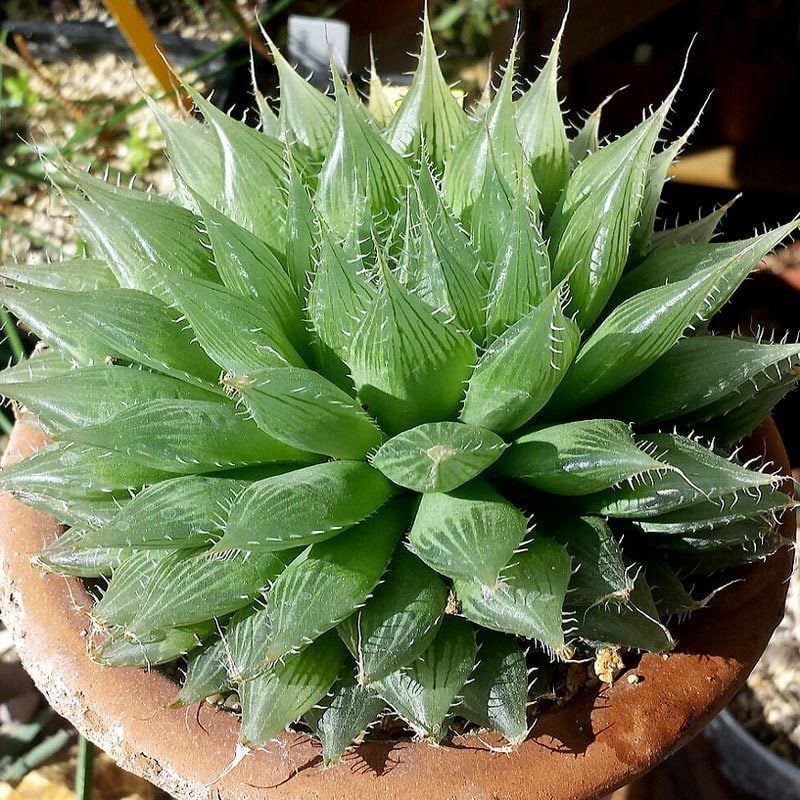 Haworthia bolusii sukulent bitki