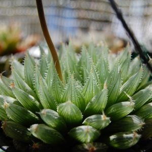 Haworthia bolusii sukulent bitki