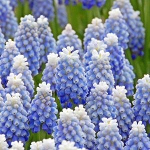 Üzüm sümbülü soğanı mavi beyaz ithal muscari mount hood karyağdı