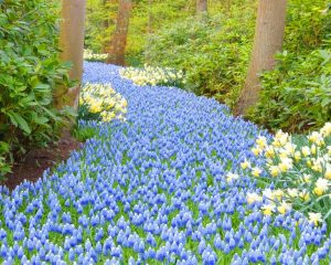 Üzüm sümbülü soğanı mavi beyaz ithal muscari mount hood karyağdı