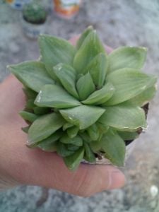 Haworthia cymbiformis sukulent bitki succulent