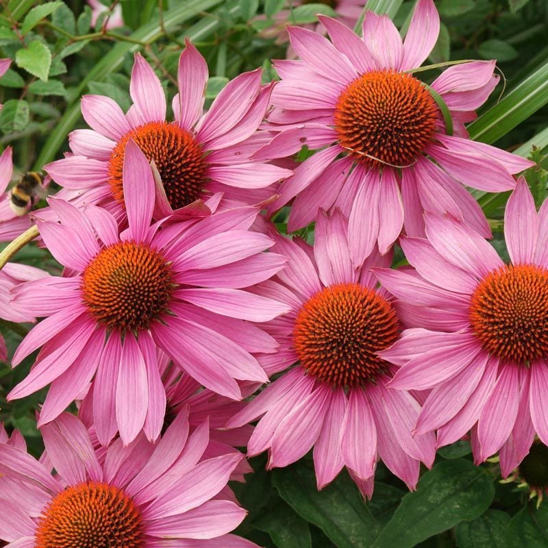 Bravado ekinezya fidesi echinacea rudbeckia bravado