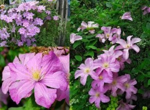 Comtesse de bouchard clematis fidanı orman asması