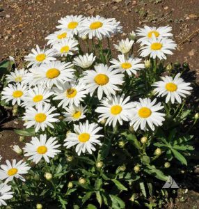 Kalıcı papatya tohumu silver princess shasta daisy