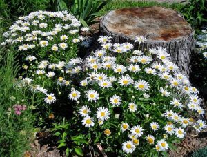 Kalıcı papatya tohumu silver princess shasta daisy