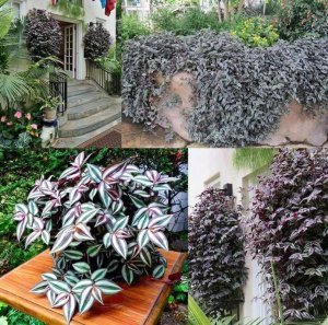 Zebrina telgraf çiçeği fidesi tradescantia pendula silver inch plant