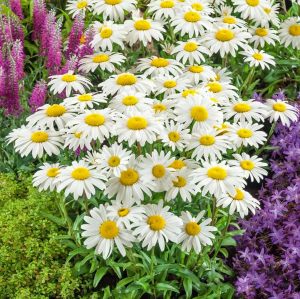 Kalıcı papatya tohumu alaska shasta daisy