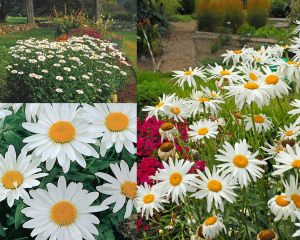 Kalıcı papatya tohumu alaska shasta daisy