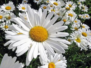 Kalıcı papatya tohumu alaska shasta daisy