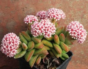 Crassula springtime pembe beyaz çiçekli