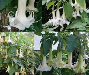 Katlı beyaz brugmansia fidanı parfüm kokulu melek borazanı