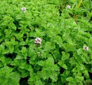 Kıvırcık tatlı nane fidesi curly mint