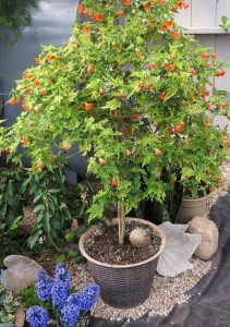 Alaca abutilon fidanı ağaç küpesi abutilon pictum thompsonii variegated