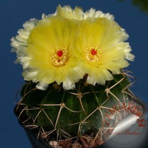 Notocactus kaktüs tohumu karışımı