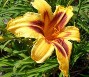 Bonanza gün güzeli çiçeği saksıda hemerocallis