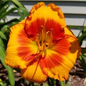 Orange electric gün güzeli çiçeği saksıda hemerocallis