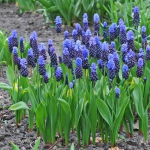 Üzüm sümbülü soğanı lavanta muscari latifolium