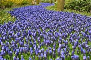 Üzüm sümbülü soğanı lavanta muscari latifolium