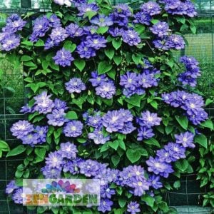 Blue Explosion clematis fidanı orman asması sarmaşık